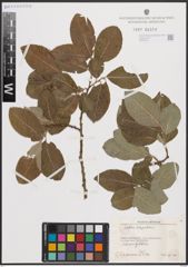 Foto von Salix caprea L.